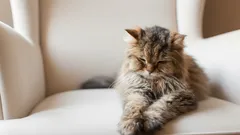 Wie Katzen die Stimmung des Menschen wahrnehmen und auf Emotionen reagieren