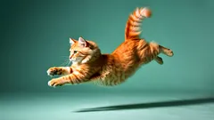 Warum Katzen hohe Orte so lieben: Die Geheimnisse von Instinkt und Sicherheit